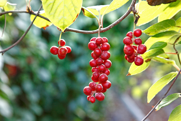 Schisandra fruit