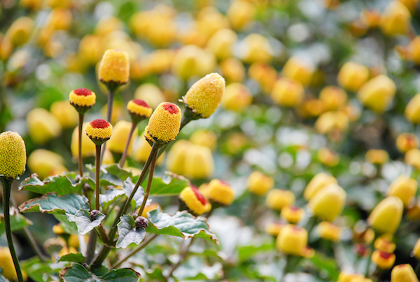 Spilanthes