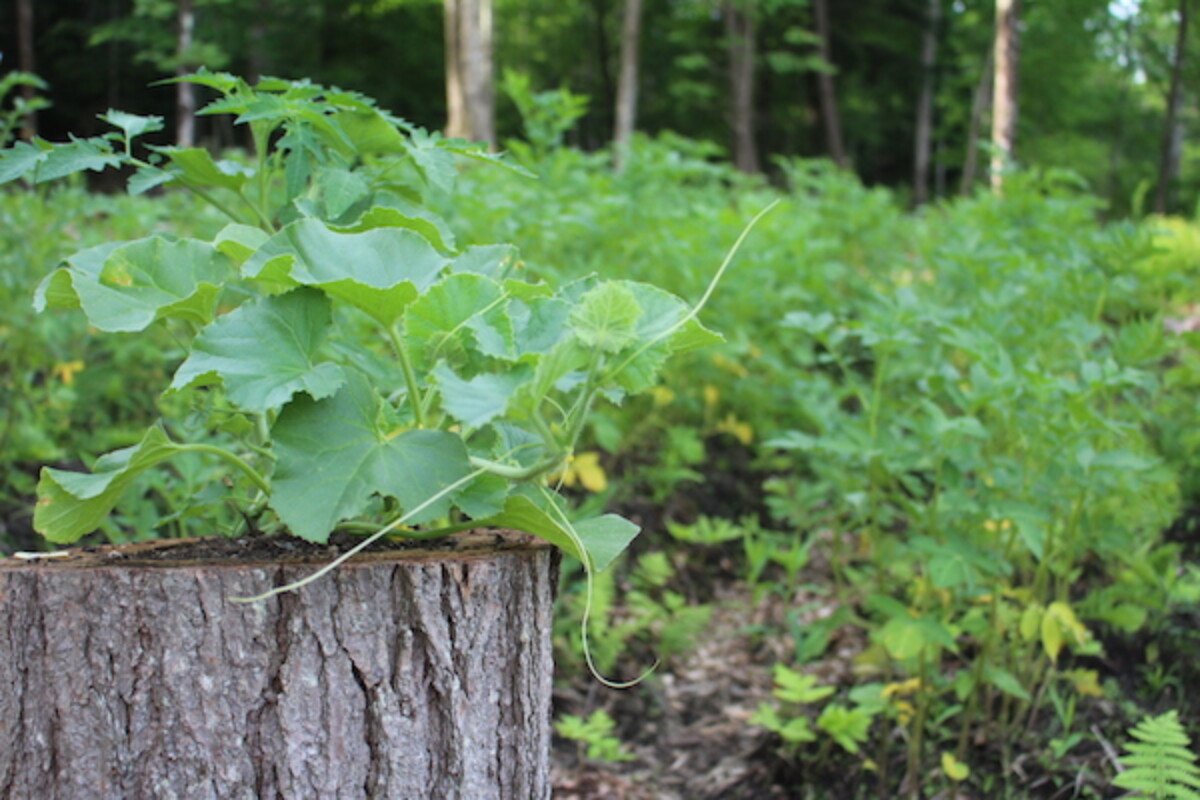 Practice Survival Garden