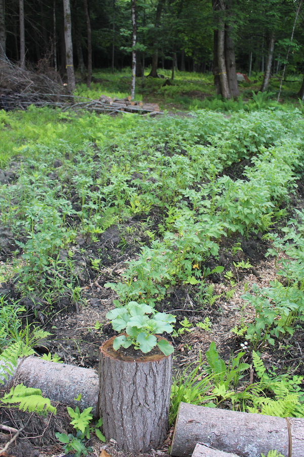 Our dry run survival garden, cleared and planted in about 1 week of labor.