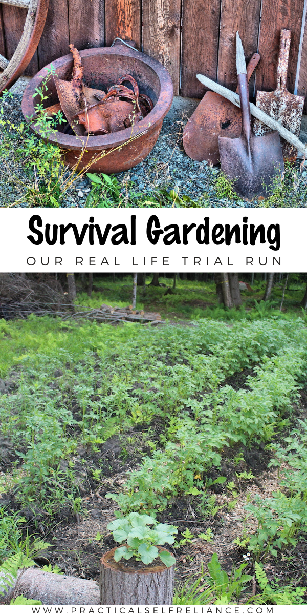 Survival Gardening: Our Real Life Dry Run ~ What does it take to start a garden from scratch on virgin land? How much food can you really grow? Learn more about survival gardening from our experience starting a survival garden on our land.