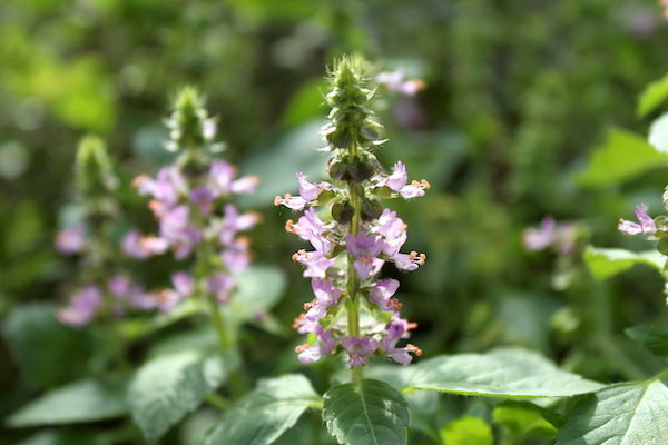 Tulsi Flowers
