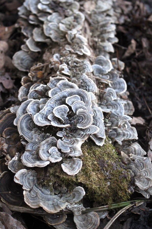 Turkey tail mushrooms on a hardwood log in our woods.