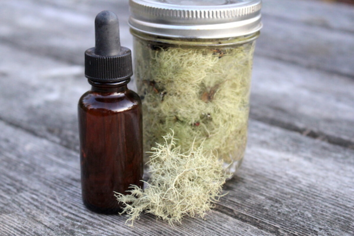 Making usnea tincture from lichen harvested near our home.