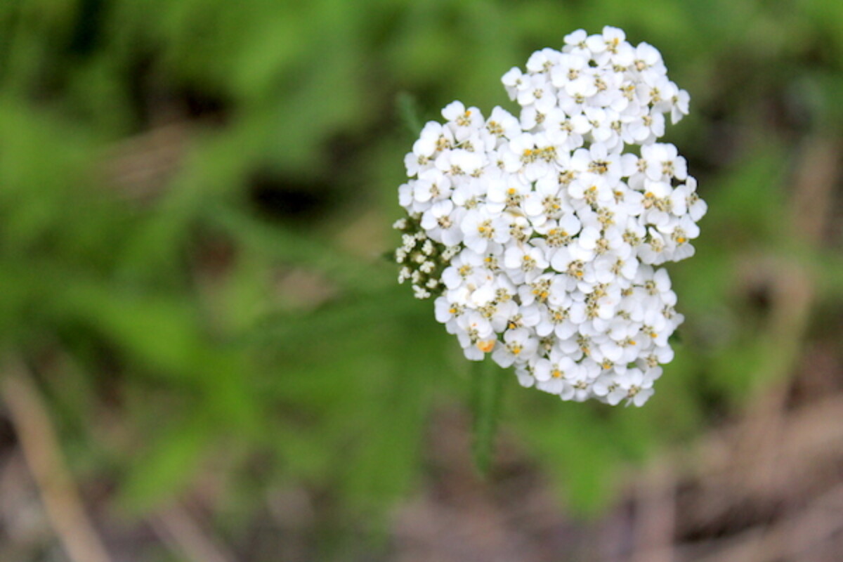 Yarrow blooming in our yard.