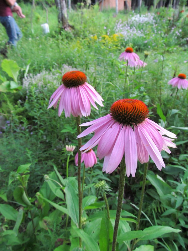 Echinacea flowers in our perennial garden (Photo bombed by my husband holding our infant daughter.)