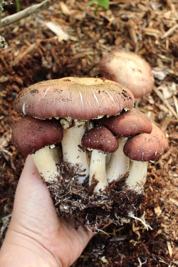 Winecap mushrooms turn woodchips and garden debris into compost, and you can harvest edible mushrooms as a byproduct.