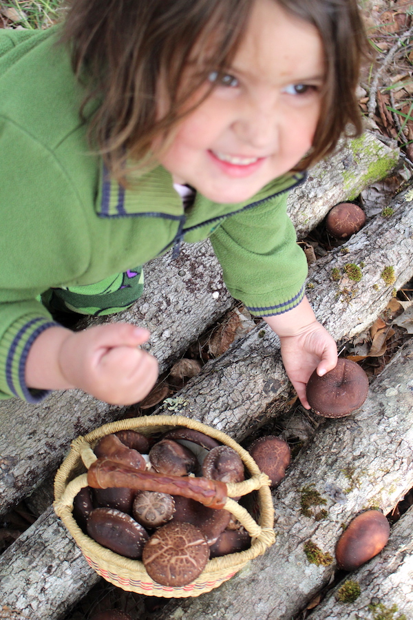 My daughter excited about our shiitake harvest.