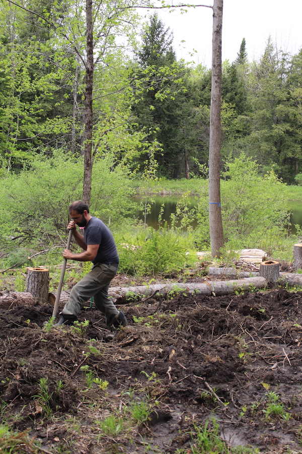 Turning woodland soil by hand to break up tree roots and prepare for planting. We chose a location right next to the pond for easy watering (and sun exposure).