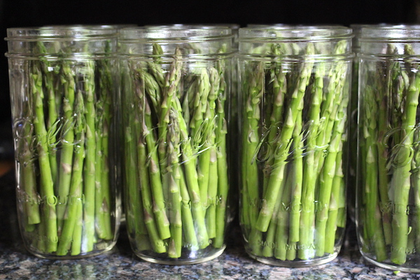 Raw packing asparagus spears for homemade asparagus pickles