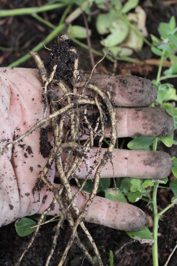 Astragalus Plant roots harvested in fall