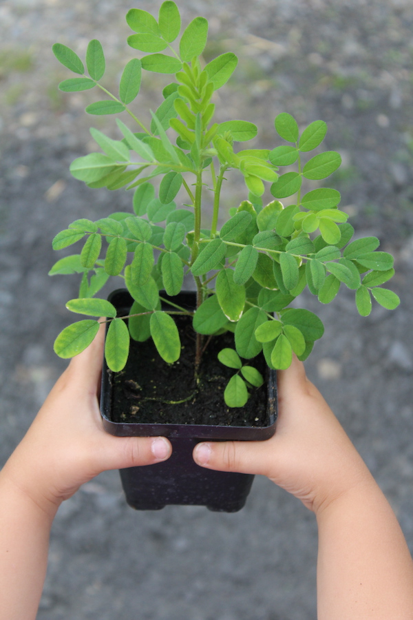 Astragalus Plant