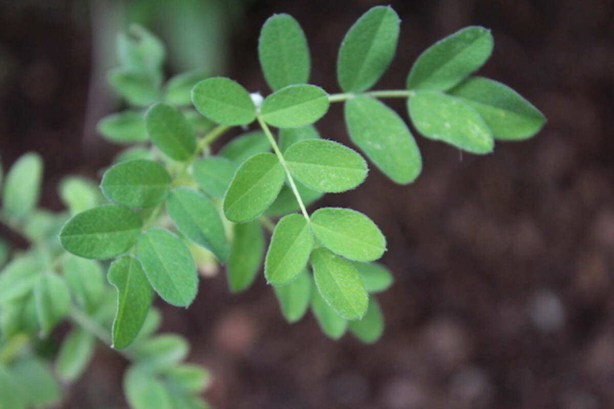 Growing an Astragalus Plant (Astragalus membranaceus) 
