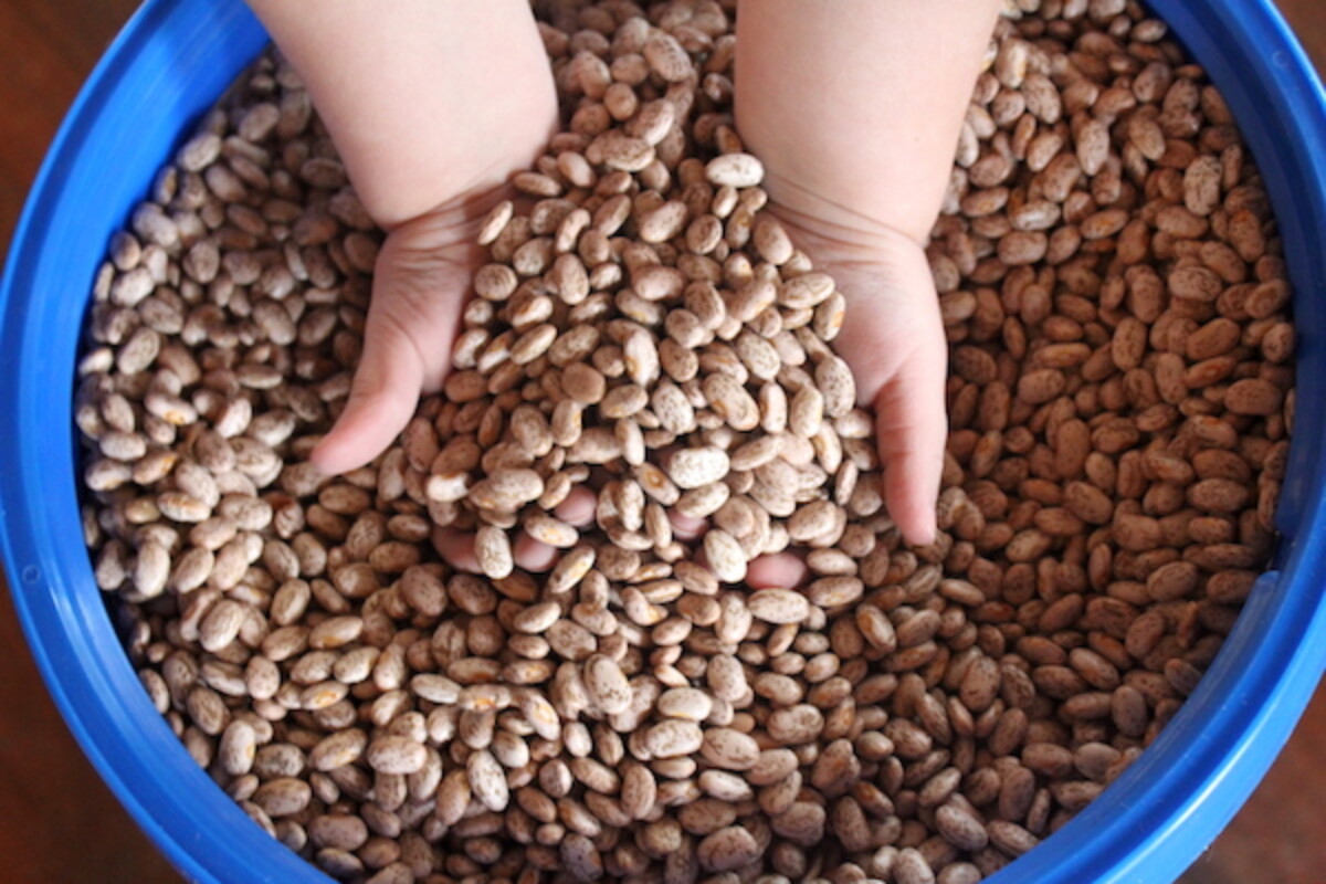 Pinto beans in a 5-gallon bucket with a gamma seal lid. The blue rim is to attach a screw-on gamma seal lid.