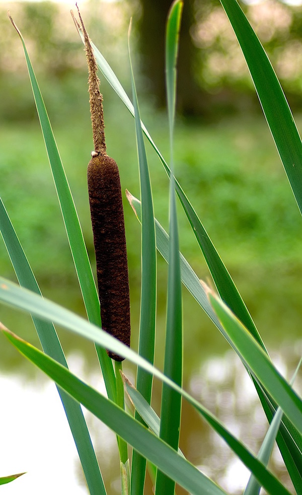 Cattail Plant