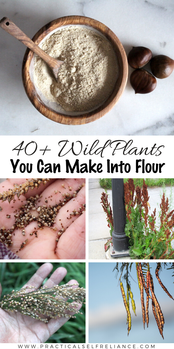 40+ Wild Plants You Can Make into Flour