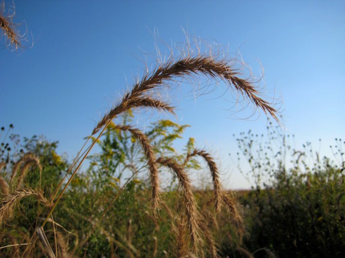 Canadian Wild Rye (Elymus canadensis)