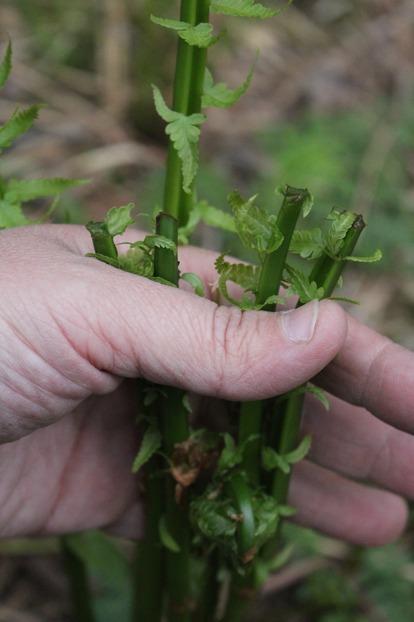 Fiddleheads already harvested