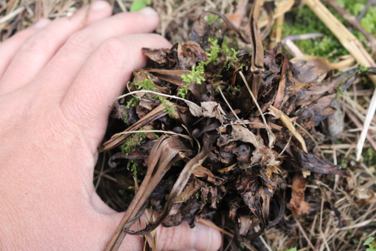 Fiddlehead fern plant when dormant