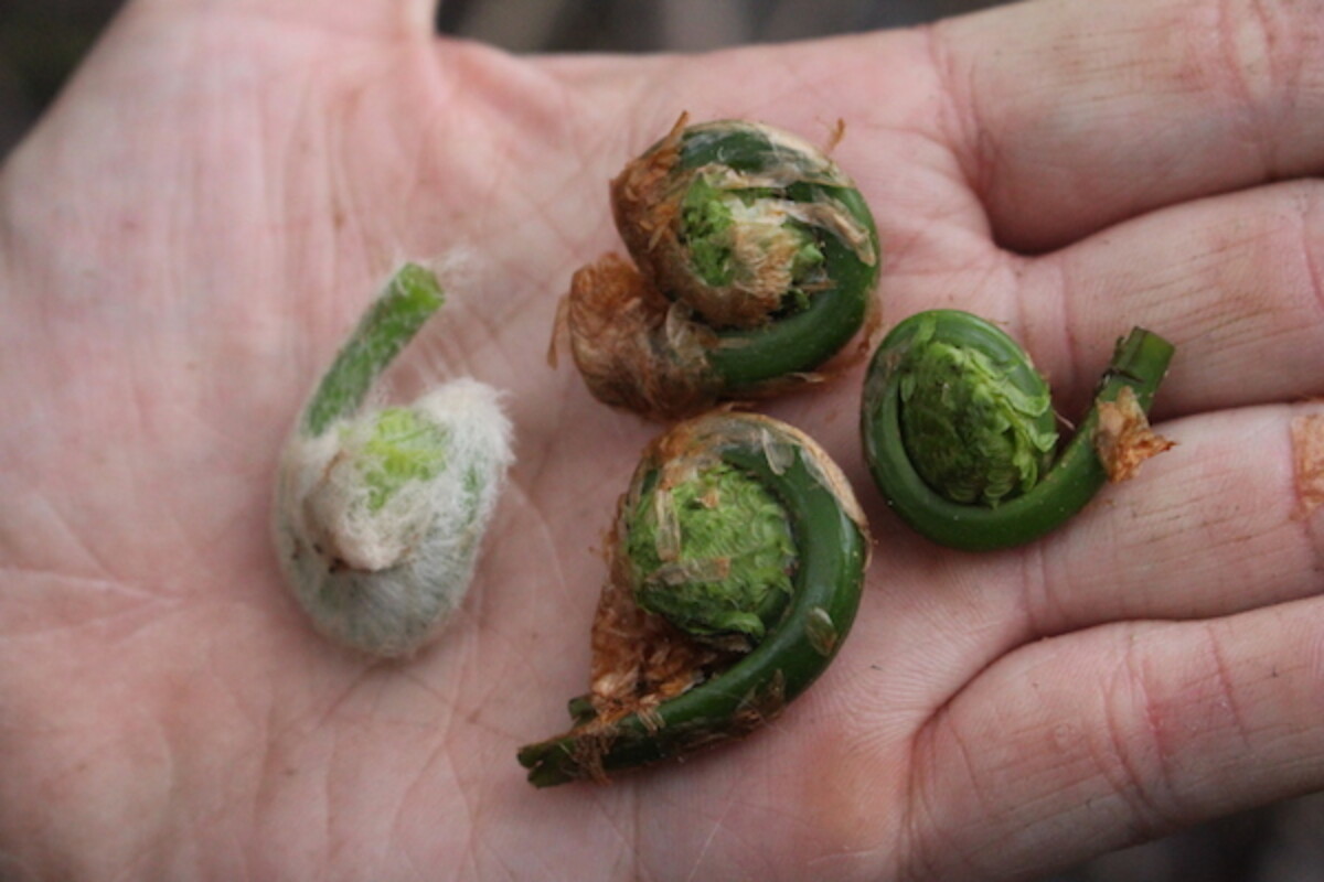 Fiddlehead Fern Look Alike