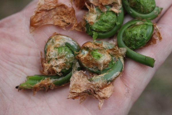 Foraging Fiddlehead Ferns (Matteuccia Struthiopteris) — Practical Self ...