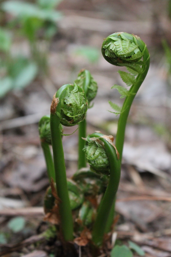 Fiddlehead fern plant seen from the top