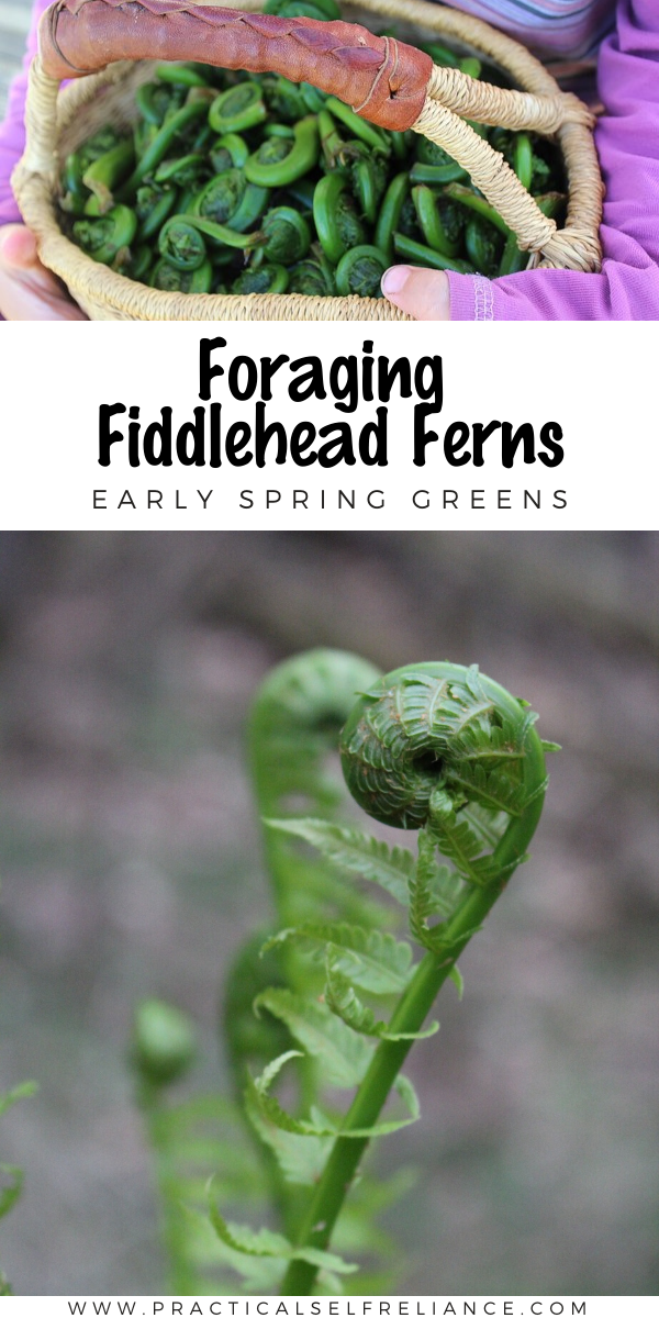 Foraging Fiddlehead Ferns (Matteuccia Struthiopteris)