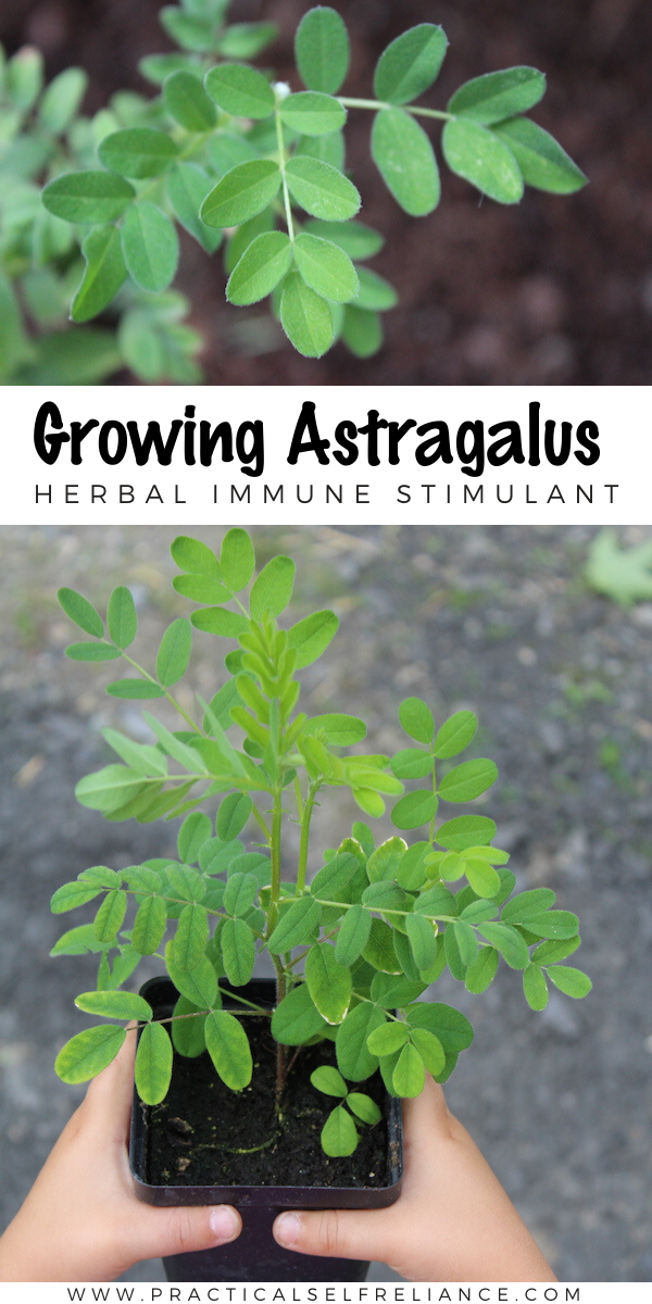 How to Grow Astragalus Plants ~ Natural Herbal Immune Stimulant