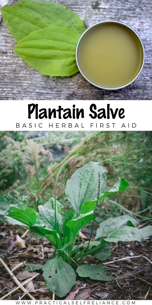 Homemade Plantain Salve