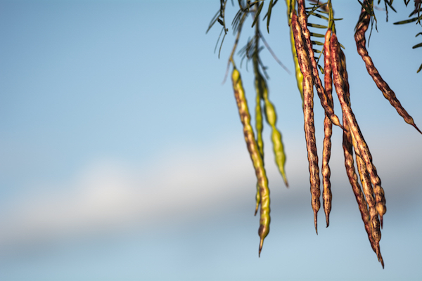 Mesquite Pods