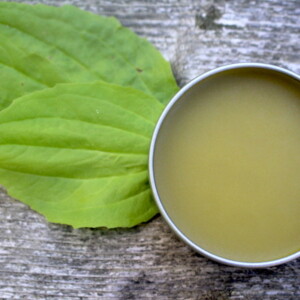 Plantain Salve