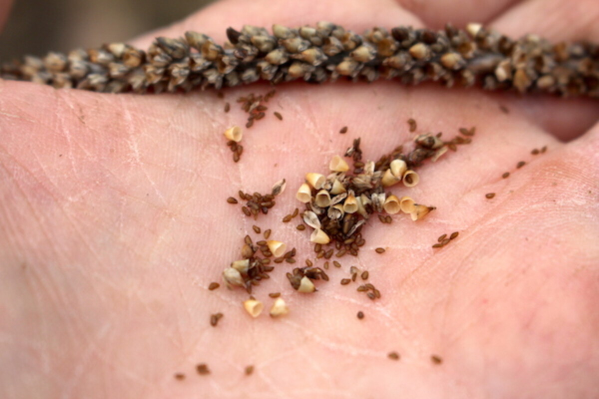 Wild plantain seeds