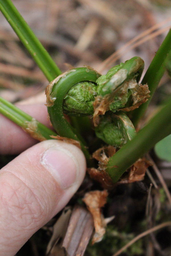 Tightly Coiled Fiddlehead Ferns