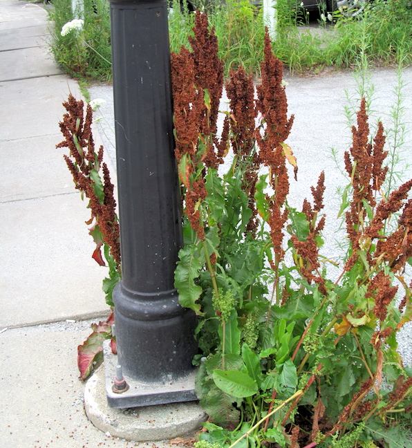 Wild Rumex plants growing through the sidewalk near a street lamp.