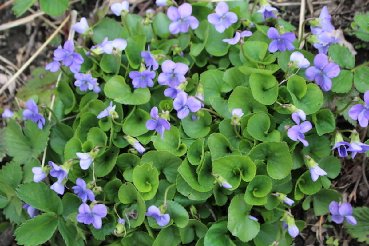 Wild violet plant