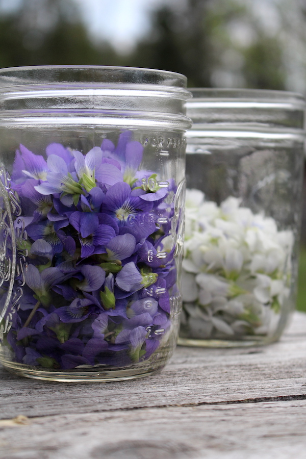 Jars filled with wild foraged wild violets