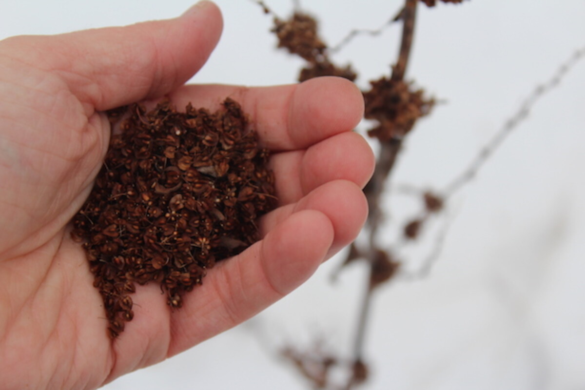 Wild Dock Seeds in Winter