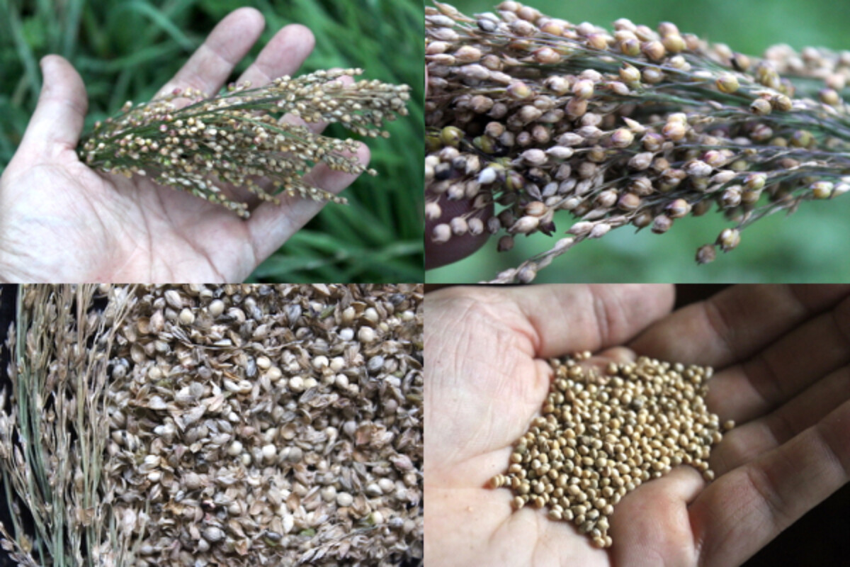 Processing wild foraged millet grains. Seed head (top left), seed head closeup (top right), millet grain and chaff (bottom left) and cleaned millet grains (bottom right)