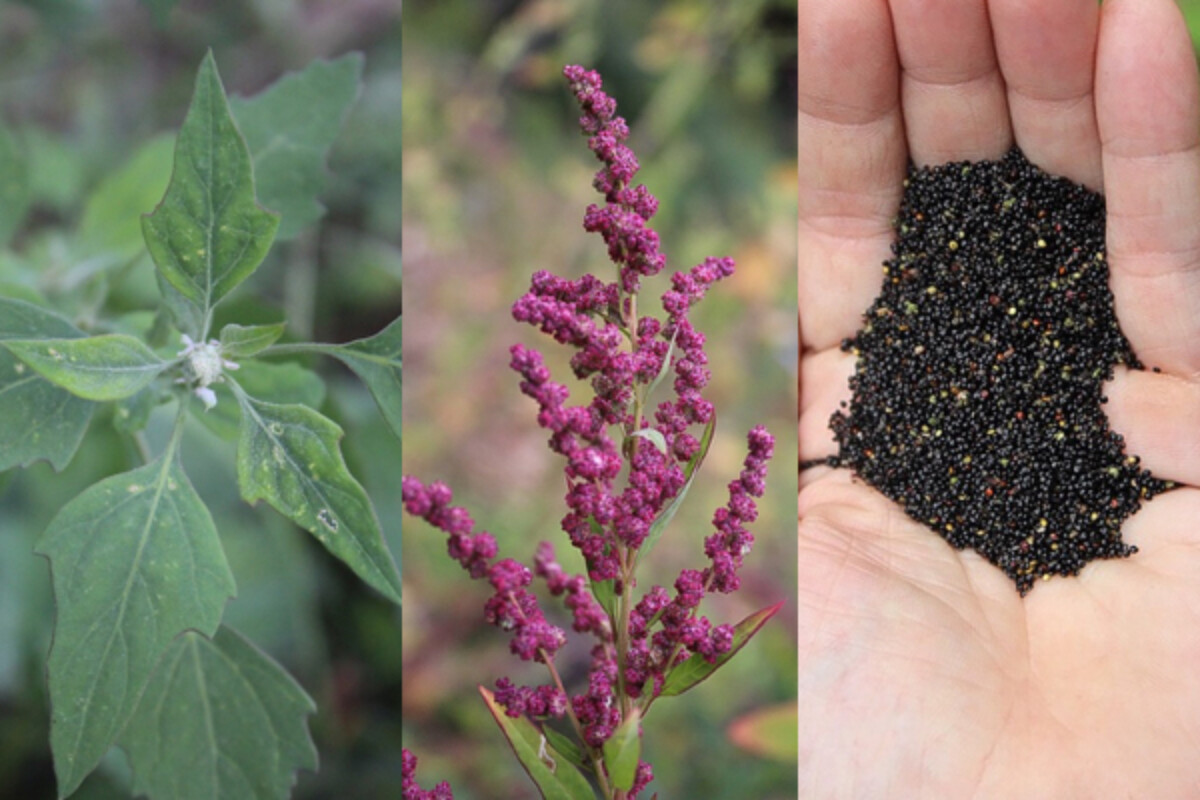 Wild quinoa life stages, from young plants to seed heads to cleaned seed