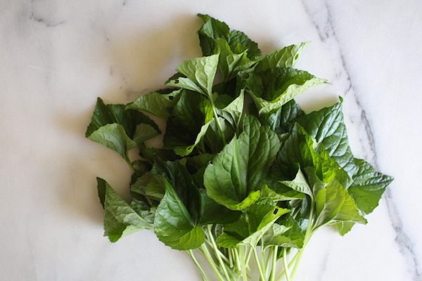 Wild Violet Leaves