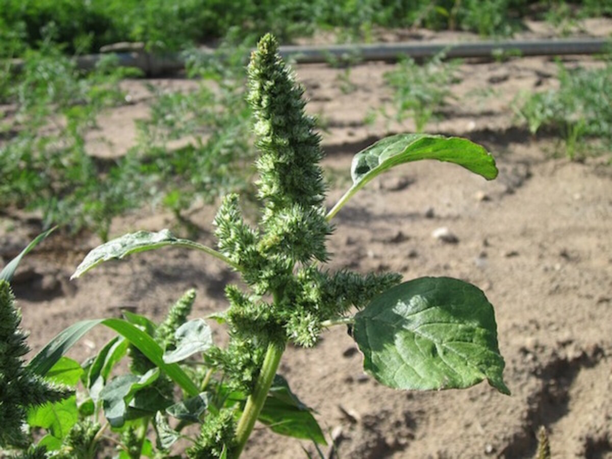 Seedhead from redroot pigweed (Amaranthus retroflexus)