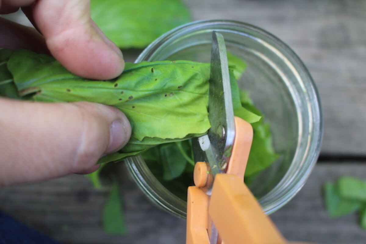 chopping plantain herb for salve