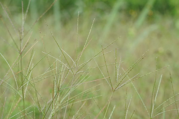 crabgrass