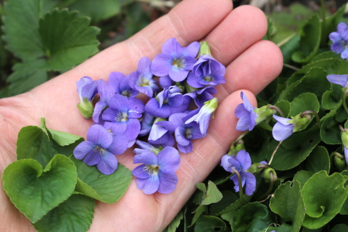Identifying wild violets