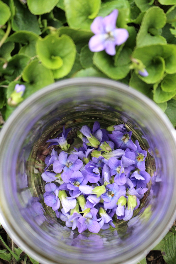 Harvesting Wild Violets