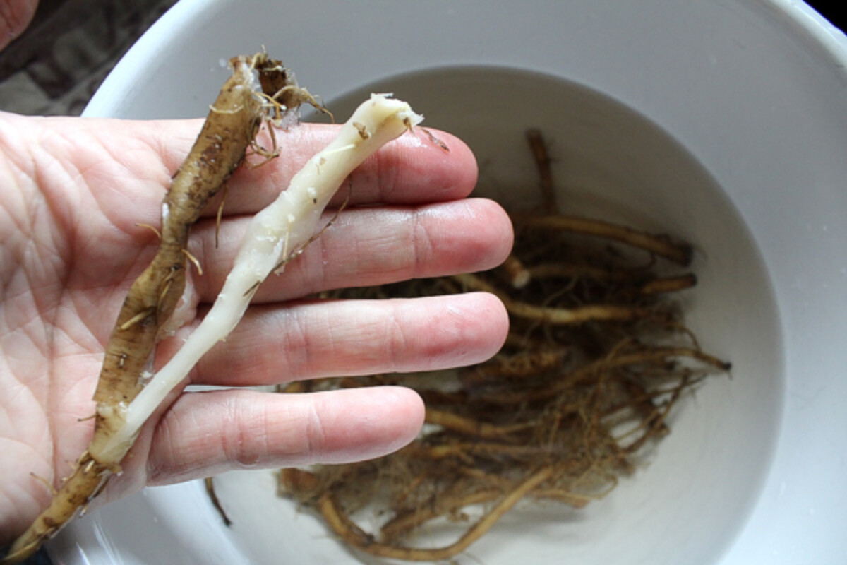 Peeling cooked dandelion roots