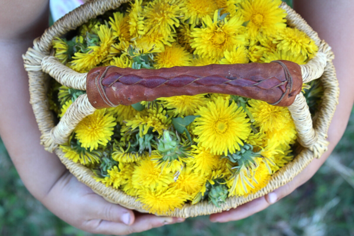 basket of dandelions