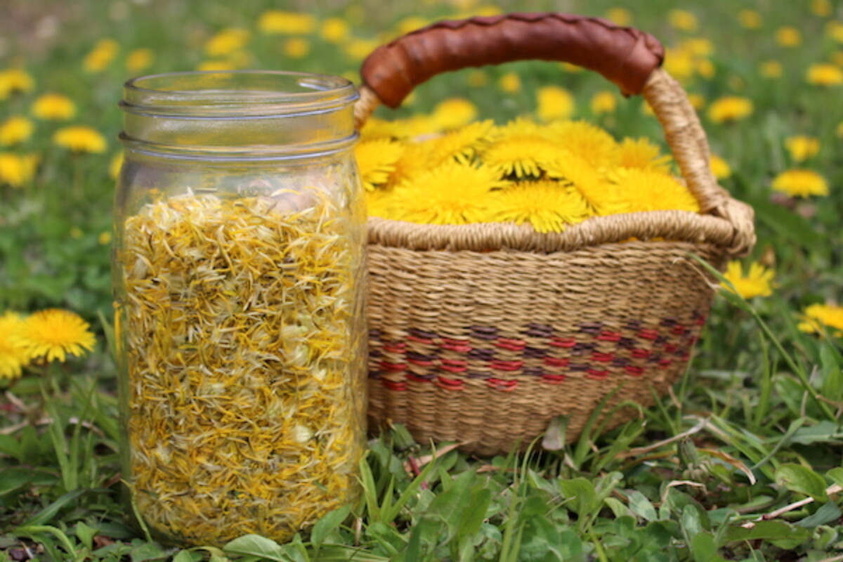 Harvesting flowers for dandelion jelly