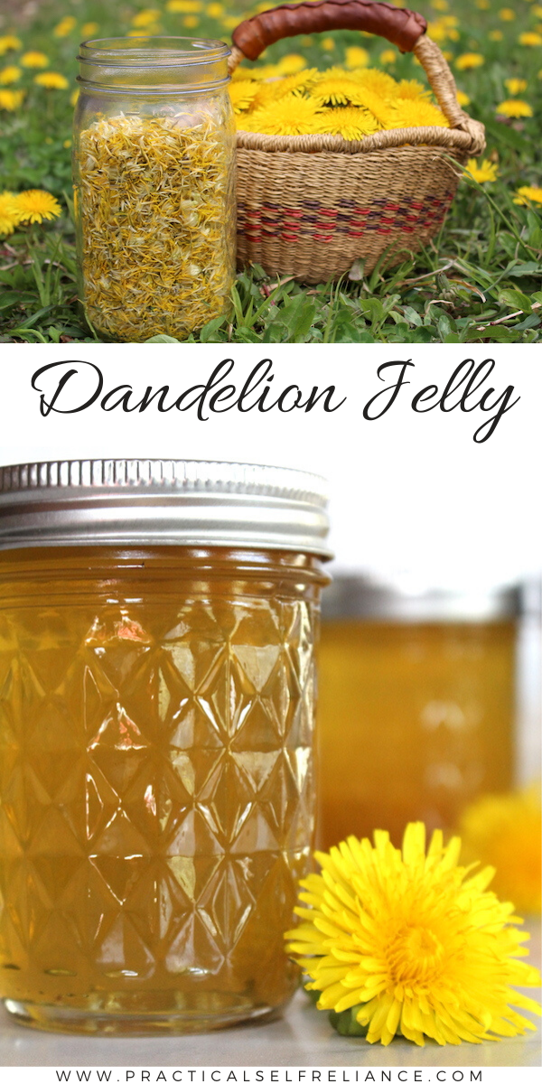 Dandelion Jelly Recipe ~ Learn how to make your own flavorful floral jelly from backyard dandelions.