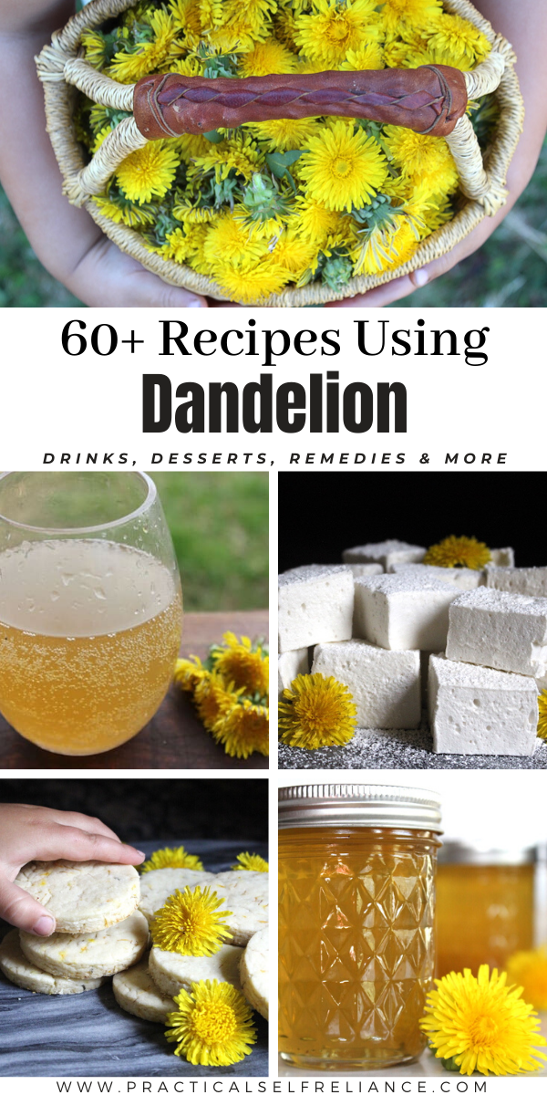 60+ Dandelion Recipes ~ Ways to use dandelions in the kitchen from drinks to snacks and desserts. Also includes medicinal uses of dandelions for home remedies like tinctures and salves.